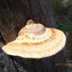 Truncospora ochroleuca at Campbell, ACT - 29 Nov 2020 by Ghostbat