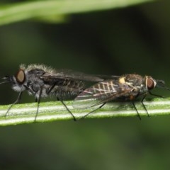 Australiphthiria hilaris (Slender Bee Fly) at ANBG - 23 Nov 2020 by TimL