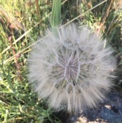 Tragopogon sp. (A Goatsbeard) at Hughes, ACT - 30 Nov 2020 by Tapirlord