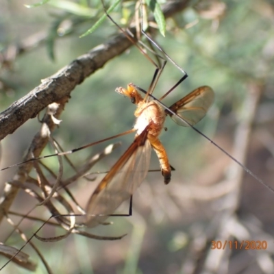 Leptotarsus (Macromastix) costalis (Common Brown Crane Fly) at Mount Ainslie - 29 Nov 2020 by FeralGhostbat