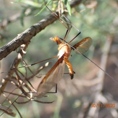 Leptotarsus (Macromastix) costalis (Common Brown Crane Fly) at Mount Ainslie - 29 Nov 2020 by Ghostbat