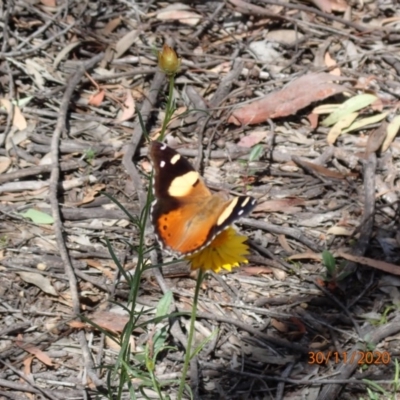 Vanessa itea (Yellow Admiral) at Campbell, ACT - 30 Nov 2020 by FeralGhostbat