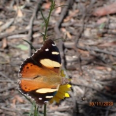 Vanessa itea at Campbell, ACT - 30 Nov 2020 04:03 AM