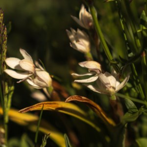 Caladenia alpina at Snowy Plain, NSW - suppressed