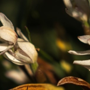 Caladenia alpina at Snowy Plain, NSW - suppressed