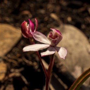 Caladenia alpina at Snowy Plain, NSW - suppressed