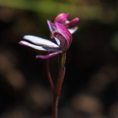 Caladenia alpina at Snowy Plain, NSW - suppressed