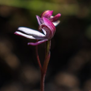 Caladenia alpina at Snowy Plain, NSW - suppressed