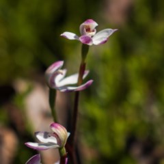 Caladenia alpina at Snowy Plain, NSW - suppressed