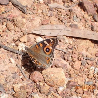 Junonia villida (Meadow Argus) at Campbell, ACT - 30 Nov 2020 by FeralGhostbat