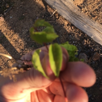 Acer negundo (Box Elder) at Hughes, ACT - 29 Nov 2020 by Tapirlord