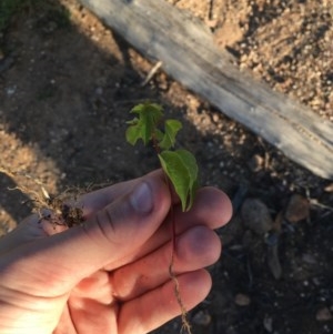 Acer negundo at Hughes, ACT - 30 Nov 2020