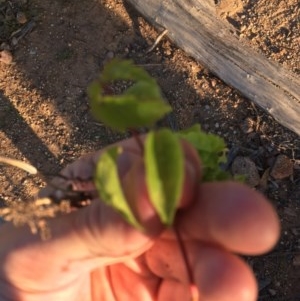 Acer negundo at Hughes, ACT - 30 Nov 2020