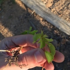 Acer negundo at Hughes, ACT - 30 Nov 2020 07:52 AM