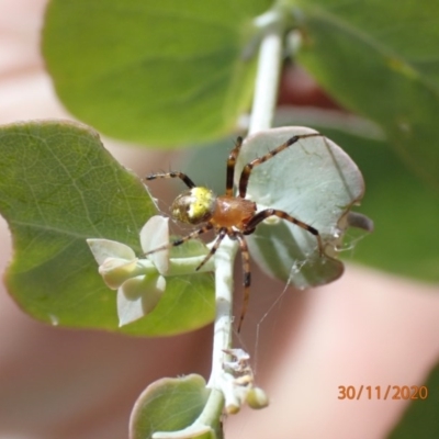 Araneus sp. (genus) (Orb weaver) at Mount Ainslie - 29 Nov 2020 by FeralGhostbat