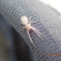 Tmarus marmoreus (Marbled crab spider) at Mount Ainslie - 29 Nov 2020 by FeralGhostbat