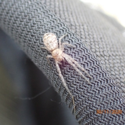 Tmarus marmoreus (Marbled crab spider) at Campbell, ACT - 30 Nov 2020 by FeralGhostbat