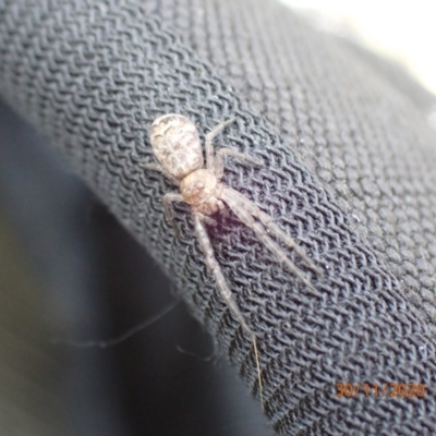 Tmarus marmoreus (Marbled crab spider) at Mount Ainslie - 29 Nov 2020 by Ghostbat