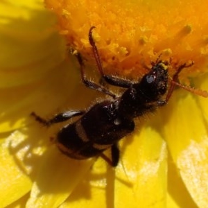 Eleale pulchra at Campbell, ACT - 30 Nov 2020