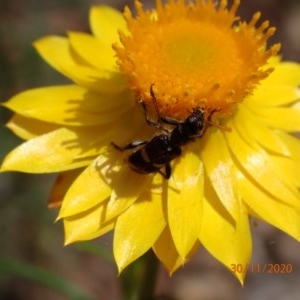 Eleale pulchra at Campbell, ACT - 30 Nov 2020