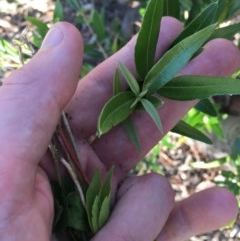 Olea europaea subsp. cuspidata (African Olive) at Hughes Garran Woodland - 29 Nov 2020 by Tapirlord