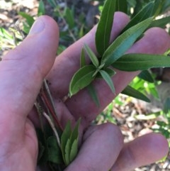 Olea europaea subsp. cuspidata (African Olive) at Red Hill to Yarralumla Creek - 30 Nov 2020 by Tapirlord