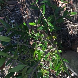Olea europaea subsp. cuspidata at Hughes, ACT - 30 Nov 2020