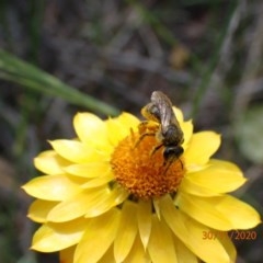 Lasioglossum (Chilalictus) sp. (genus & subgenus) (Halictid bee) at Campbell, ACT - 30 Nov 2020 by FeralGhostbat