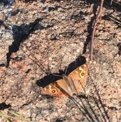 Junonia villida (Meadow Argus) at Hughes, ACT - 29 Nov 2020 by Tapirlord