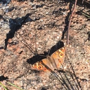 Junonia villida at Hughes, ACT - 30 Nov 2020