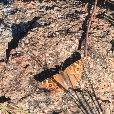 Junonia villida (Meadow Argus) at Hughes Garran Woodland - 29 Nov 2020 by Tapirlord