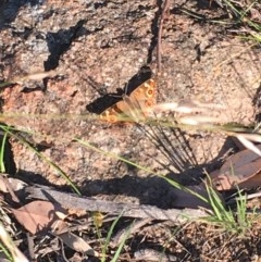 Junonia villida at Hughes, ACT - 30 Nov 2020