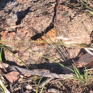 Junonia villida at Hughes, ACT - 30 Nov 2020 07:52 AM