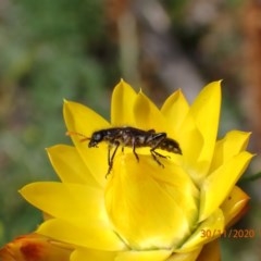 Eleale sp. (genus) (Clerid beetle) at Mount Ainslie - 29 Nov 2020 by FeralGhostbat