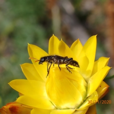 Eleale sp. (genus) (Clerid beetle) at Mount Ainslie - 29 Nov 2020 by FeralGhostbat
