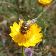 Rutilia sp. (genus) (A Rutilia bristle fly, subgenus unknown) at Campbell, ACT - 29 Nov 2020 by Ghostbat