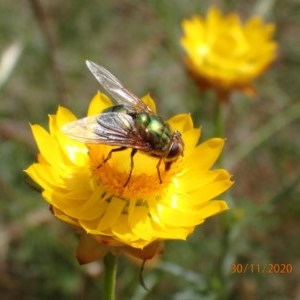 Rutilia sp. (genus) at Campbell, ACT - 30 Nov 2020