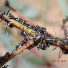 Eurymelinae (subfamily) (Unidentified eurymeline leafhopper) at Campbell, ACT - 29 Nov 2020 by Bugologist