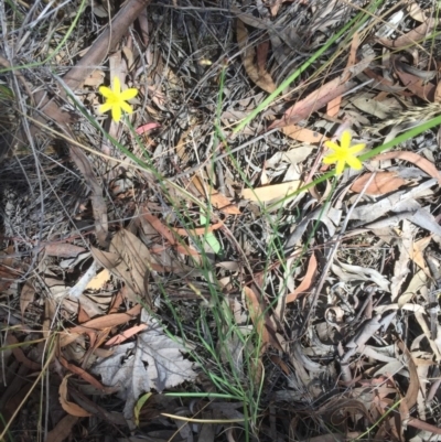 Tricoryne elatior (Yellow Rush Lily) at Caladenia Forest, O'Connor - 29 Nov 2020 by JohnGiacon