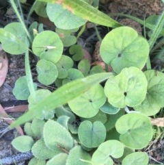 Dichondra repens (Kidney Weed) at Hughes, ACT - 29 Nov 2020 by Tapirlord