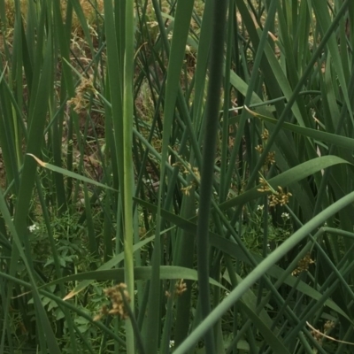 Schoenoplectus validus (River Club-rush) at Flea Bog Flat to Emu Creek Corridor - 29 Nov 2020 by JohnGiacon