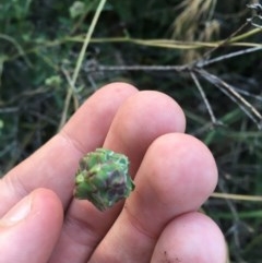 Sanguisorba minor (Salad Burnet, Sheep's Burnet) at Hughes, ACT - 29 Nov 2020 by Tapirlord