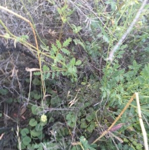 Sanguisorba minor at Hughes, ACT - 30 Nov 2020