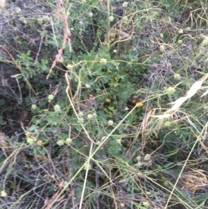 Sanguisorba minor at Hughes, ACT - 30 Nov 2020 07:57 AM