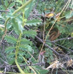 Sanguisorba minor at Hughes, ACT - 30 Nov 2020