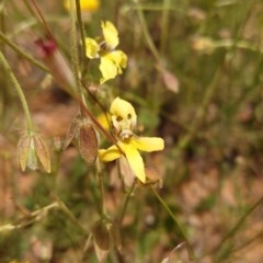 Goodenia paradoxa at Crace Grasslands - 30 Nov 2020 by Kym