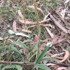 Plantago varia (Native Plaintain) at Belconnen, ACT - 29 Nov 2020 by jgiacon