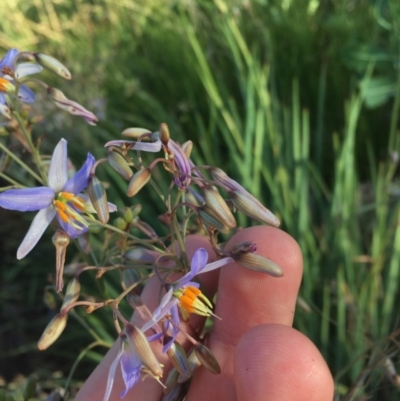 Dianella sp. aff. longifolia (Benambra) (Pale Flax Lily, Blue Flax Lily) at Red Hill to Yarralumla Creek - 30 Nov 2020 by Tapirlord