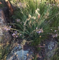 Dianella sp. aff. longifolia (Benambra) at Hughes, ACT - 30 Nov 2020 07:55 AM