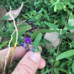 Glycine tabacina (Variable Glycine) at Hughes, ACT - 30 Nov 2020 by Tapirlord